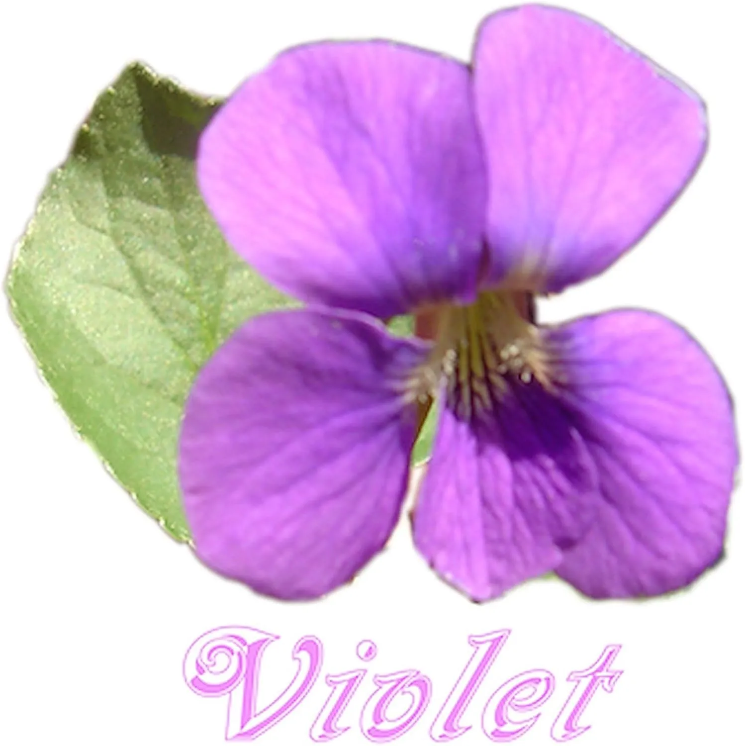 CafePress Violet Infant Bodysuit Cute Infant Bodysuit Baby Romper